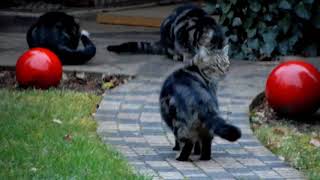 Katze Mimi – Fütterung unserer Streuner