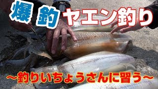 爆釣ヤエン釣り　釣りいちょうさんに習う初めてのアオリイカ