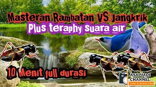 Download lagu Masteran rambatan vs jangkrik plus teraphy suara air mp3 Download lagu Masteran rambatan vs jangkrik plus teraphy suara air mp3