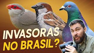 Miniatura do vídeo