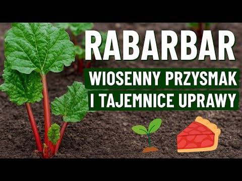 Rabarbar: Wiosenny Przysmak i Tajemnice Uprawy