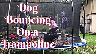 Prince on the trampoline