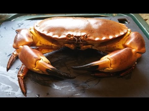 How To Dispatch, Cook And Dress A Fresh Crab.