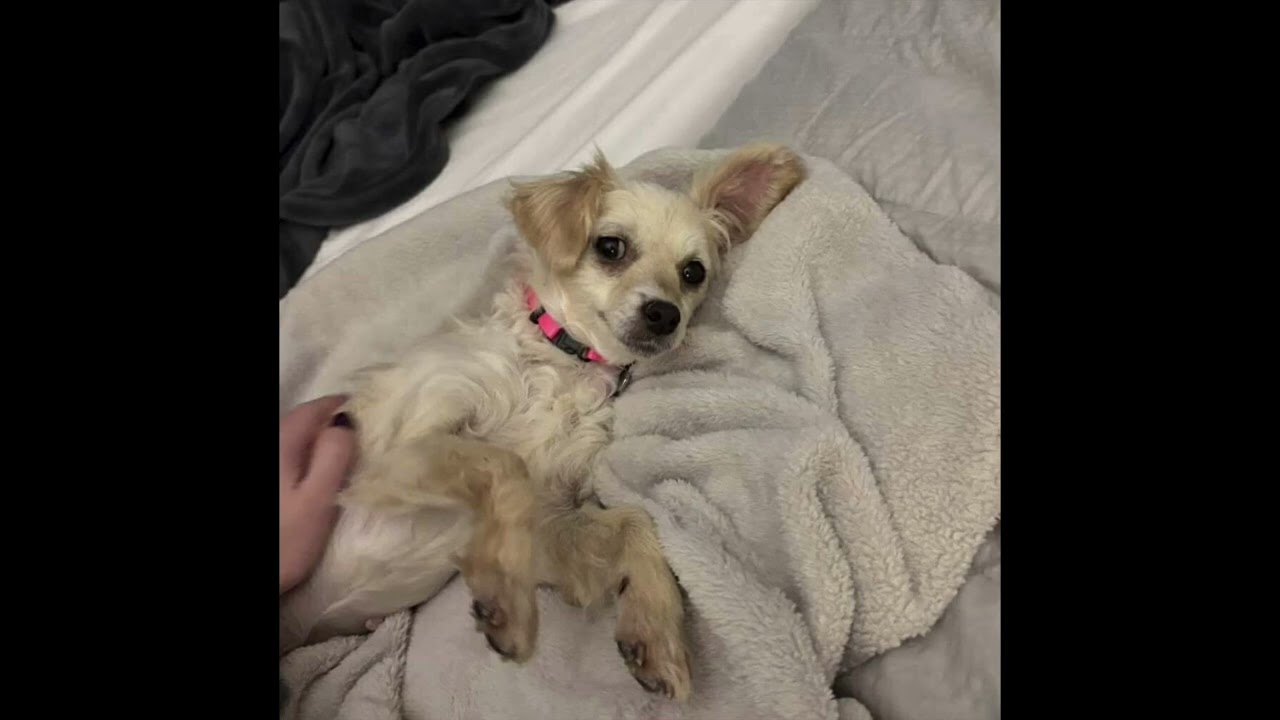 Enlarge GOLDIE, a Adoptable mixed breed in Richmond Hill , ON video 6/6