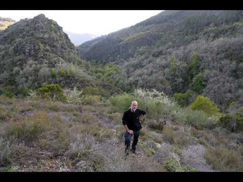 Oso pardo y ¿Lobo ibérico? - FAUNA de SOMIEDO