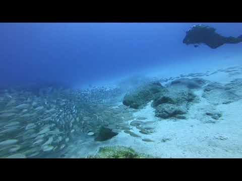 Fingers - an amazing Dive!