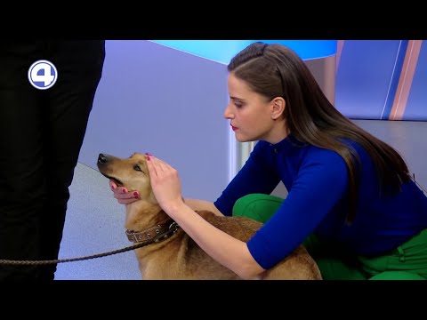 Патрик ищет дом | Фонд «ЗООзащита»