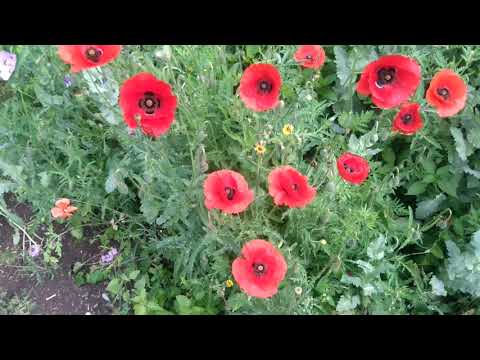 Mein hummel garten ist fertig und der Mohn blüht dieHummeln summen