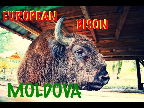 ZIMBURUL EUROPEAN: Padurea Domneasca, Moldova