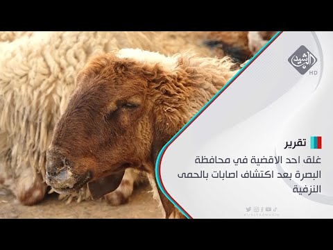 شاهد بالفيديو.. غلق احد الاقضية في محافظة البصرة بعد اكتشاف اصابات بالحمى النزفية
