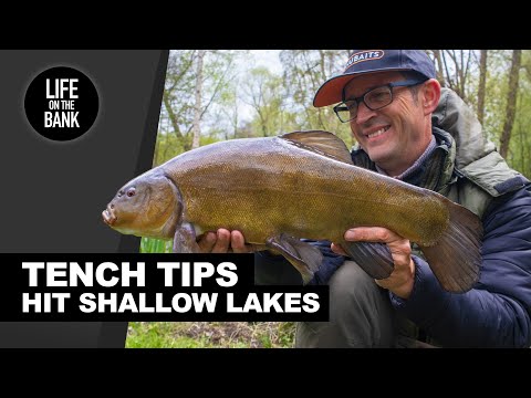 TENCH FISHING TIPS - Target Shallow Lakes
