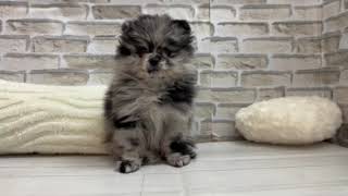 ポメラニアンの動画01