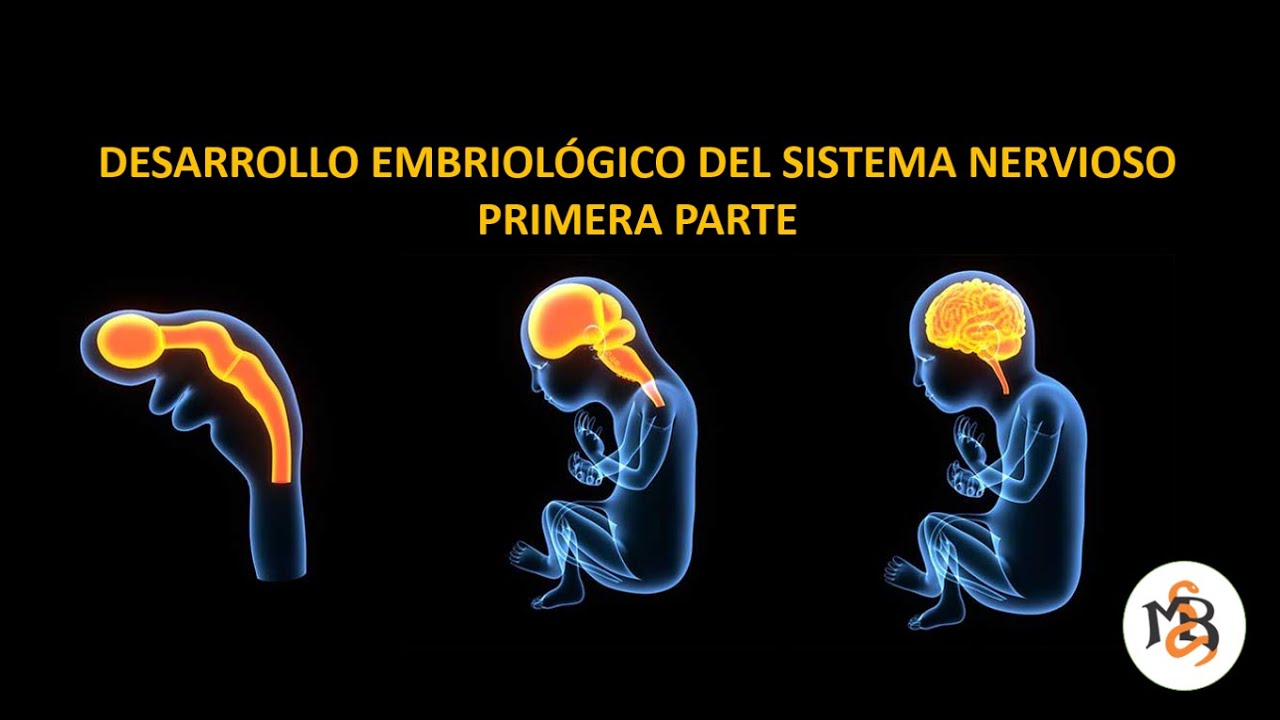 DESARROLLO DEL SISTEMA NERVIOSO I