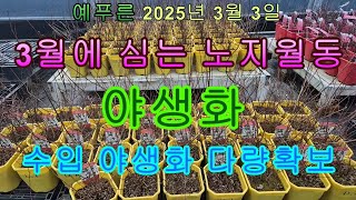 25년3.2) 3월에 심는 노지월동 야생화 최대매장 예푸른