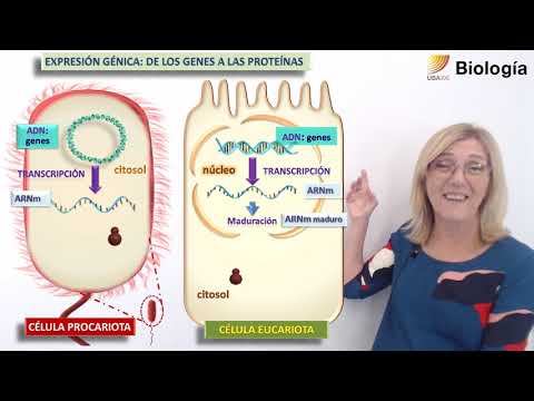 43.Biology. Gene expression