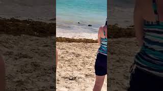 Download lagu Salt water crocodile spotting in Cancún!!!#animals #beach #beachlife #cancún #cancun #crocodile mp3