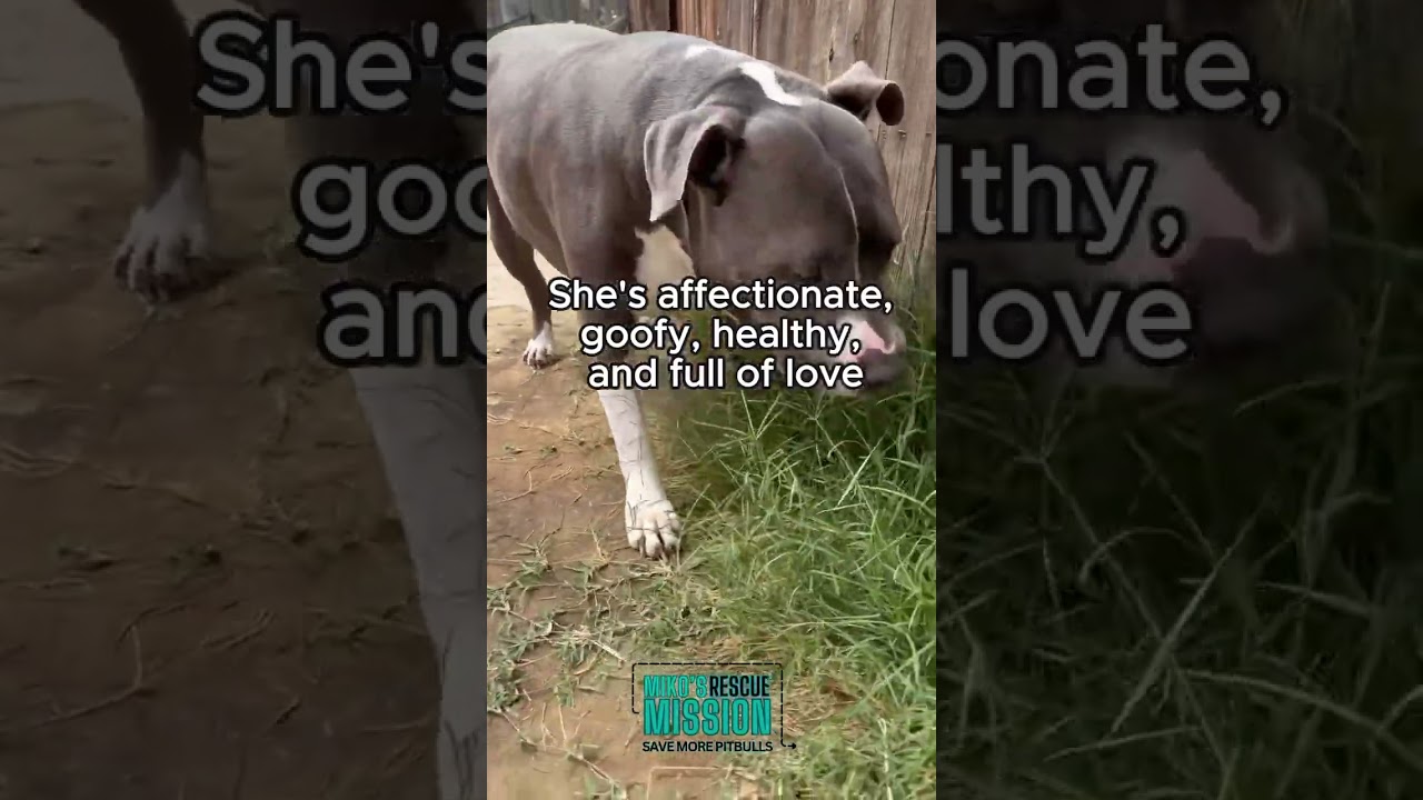 Enlarge Abby, a ADOPTABLE mixed breed in Rancho Palos Verdes, CA video 3/3