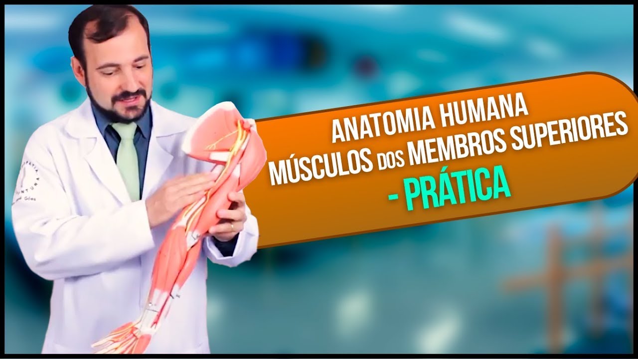 Anatomia Humana - Músculo Membro Superior   PRÁTICA