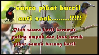 Download lagu suara pikat semua burcil paling ampuh sejagat raya Anti zonk..|| siap2 panen boss mp3