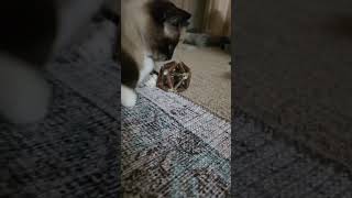 Jojo’s new toy 😻# #cat #siamese #cute #lovely #catlovers #shorts