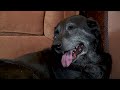 Senior Dog Found By Deceased Owner S Side Finds Forever Home At The Rescue That Took Her In