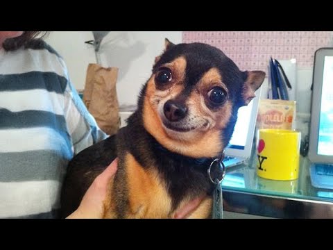 Les chiens les plus petits et les plus drôles de la planète - vidéos drôles de chihuahuas