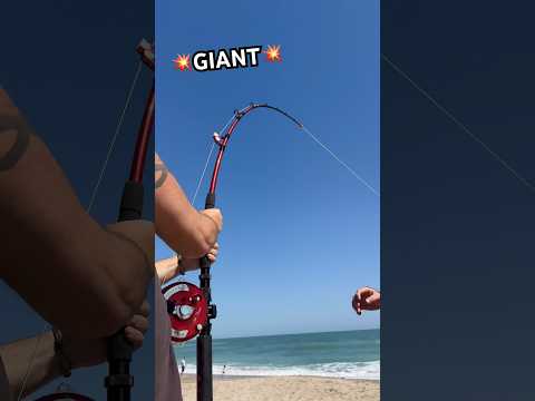 💥GIANT💥 #shorts #fish #fishing #florida #longisland #ny #shark #beach #sharkfishing #newyork