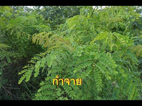 เพิ่มสมาชิกไม่ว่าจะเป็นอันตราย ซื้อค้อนของ ธ อร์ในร้านขายยาอัลมาตี