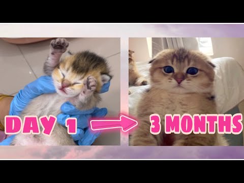 Kitten Growing day by days from day 1 to 3 Month
