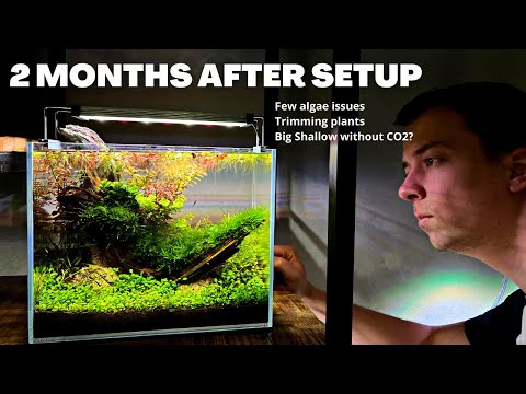 NO FILTER GUPPY SCAPE AFTER 2 MONTHS, KILLING ALGAE AND BIG SHALLOW TURNED LOW TECH?