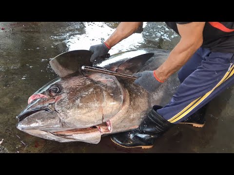 World's Sharpest Knife Cut 250KG Giant Bluefin Tuna Just Like Cutting Butter