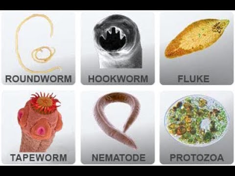 What are the 3 types of parasites?
