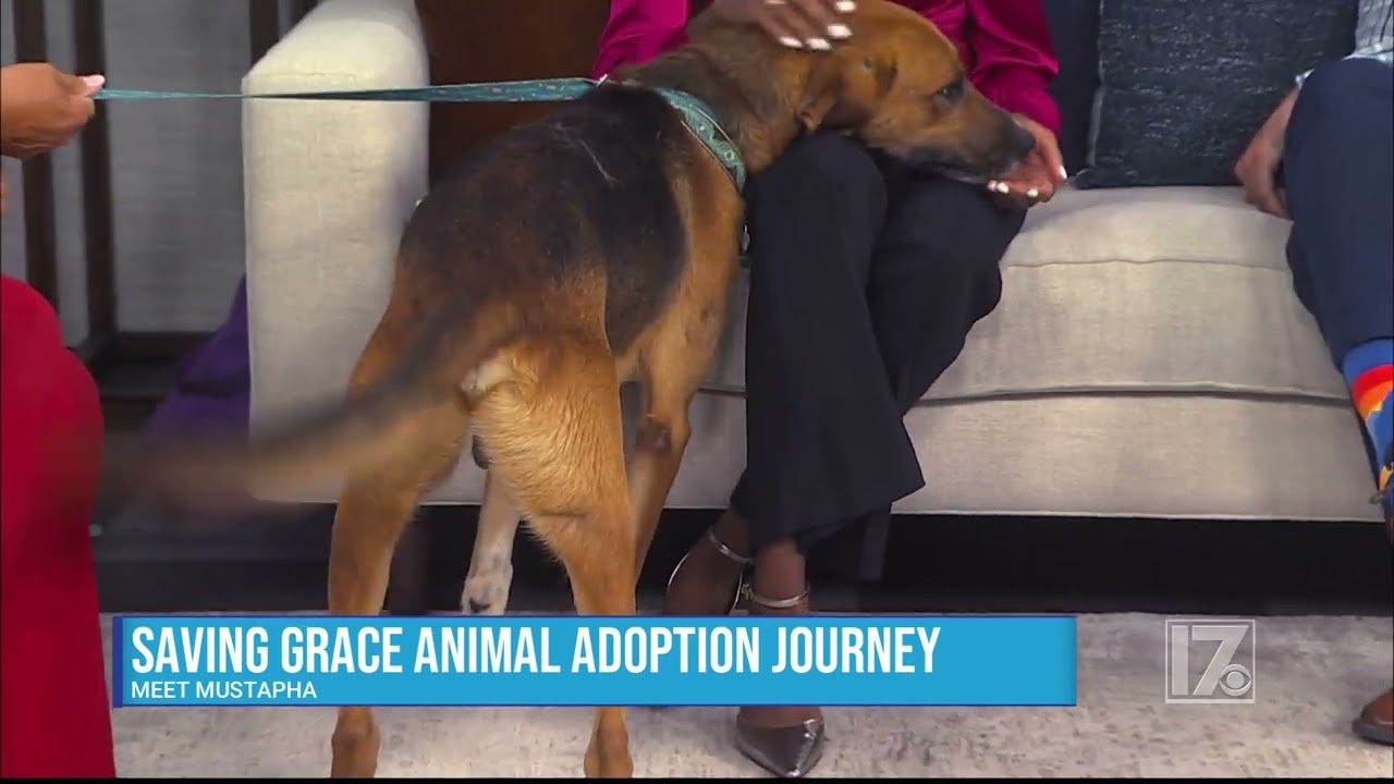 Enlarge Mustapha, a Adoptable Hound in Wake Forest, NC video 6/6