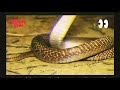 5 King Cobra at a Time