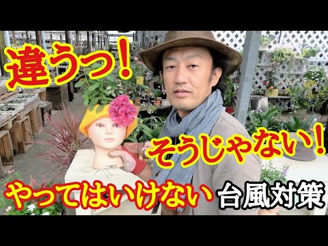 キャベツから虫を遠ざける方法 コンパニオンプランツの迷彩色