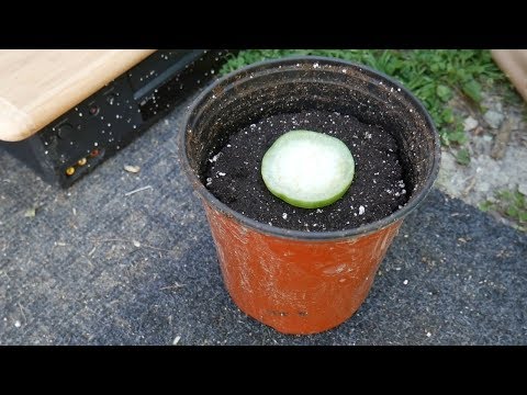 download lagu mp3 mp4 How Many Tomatillos In A Pound, download lagu How Many Tomatillos In A Pound gratis, unduh video klip How Many Tomatillos In A Pound