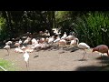 Flamingos LA Zoo Los Angeles California USA July 22 2022 Birds Conservation Summer Sun