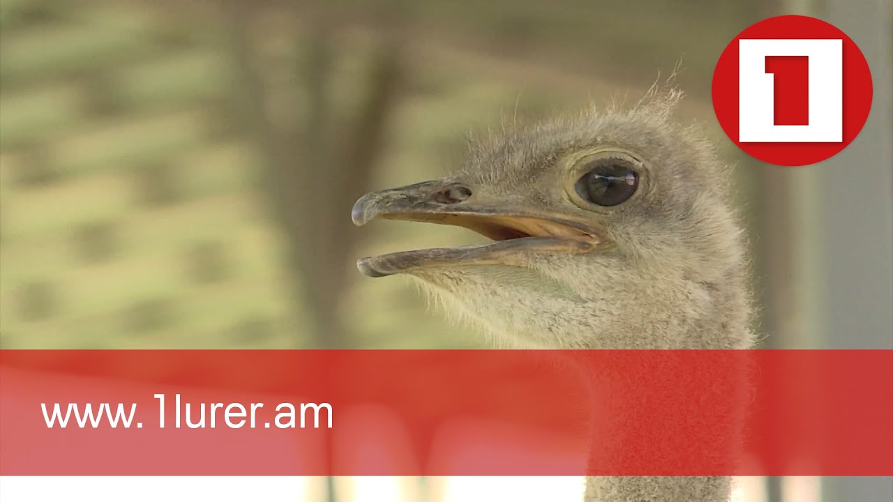 Ջայլամաբուծությունը կարող է դառնալ անթափոն և եկամտաբեր բիզնես