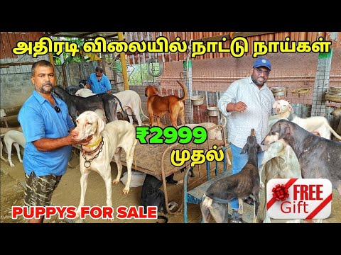 ரூ.2999 முதல் Puppys For Sale | ராஜபாளையம், கோம்பை, கன்னி, சிப்பிப்பாறை நாட்டு நாய்கள் | Native Dogs