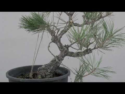 JAPANESE  BLACK PINES  IN FALL OF 2020 #4