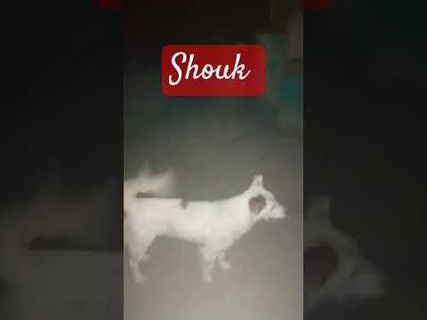 #foryourpage #dogsloversworld #shouko #