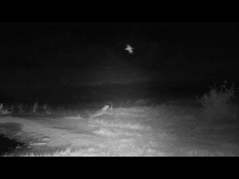 Djuma: Hosana male Leopard wishes he could fly like the Egyptian Geese - 00:33 - 06/18/19