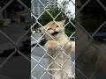 Naughty Cats Meows That Ll Make You LOL