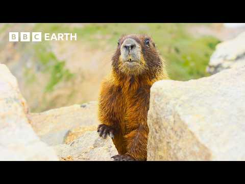 Capture d'écran du flux en direct de la chaîne de télévision gratuite en ligne BBC Earth