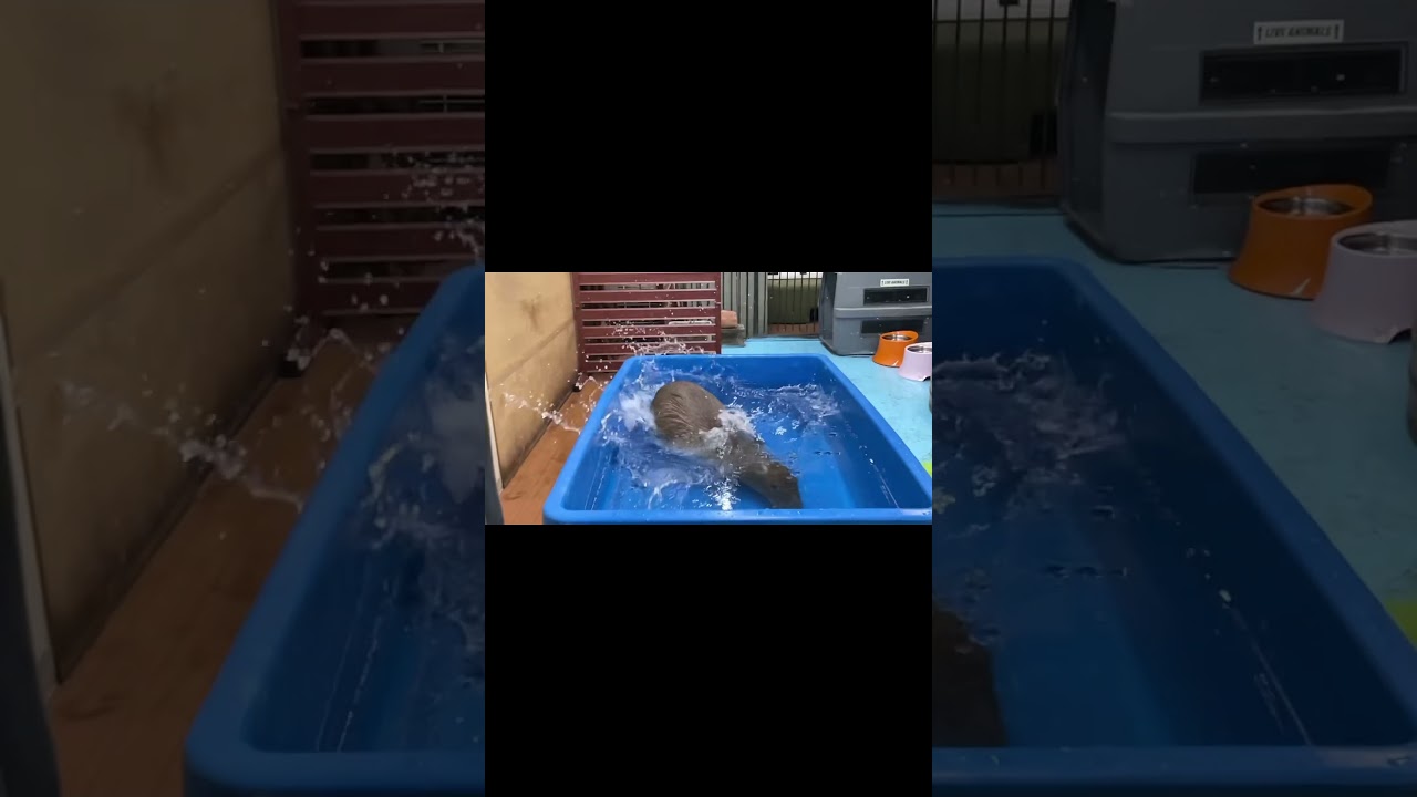 Leo boy's brilliant jumping!