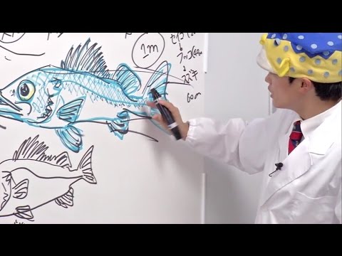 魚のリストについて詳しく解説