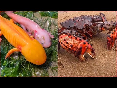 Fisherman Catching Seafood's 🦐🦀 Deep Sea Octopus Catch Crab, Catch Fish  /P120