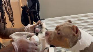 How to save your American bully puppy after Delivery when It’s not breathing with MOA Vonte