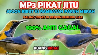 Download lagu suara pikat burung kecil paling ampuh || sogon ribut vs rambatan paruh merah mp3