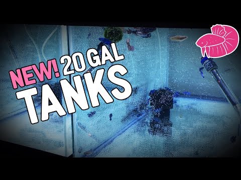 Setting Up TWO New 20-Gallon Betta Grow-Out Tanks - Daily Video Challenge #4